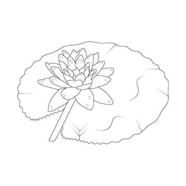 Fise de colorat cu Flori nuferi de colorat p08