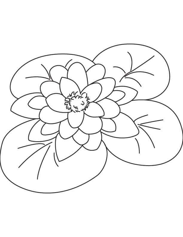 Fise de colorat cu Flori nuferi de colorat p15