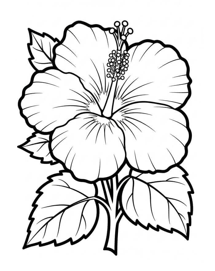 Planse de colorat cu Flori Hibiscus