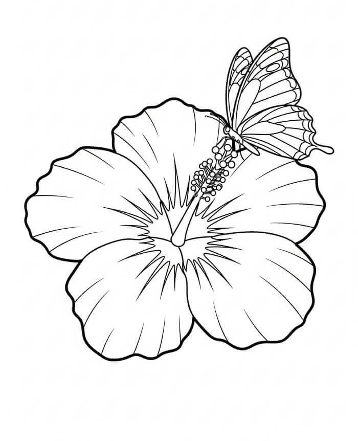 Fise de colorat cu Flori Hibiscus de colorat p07