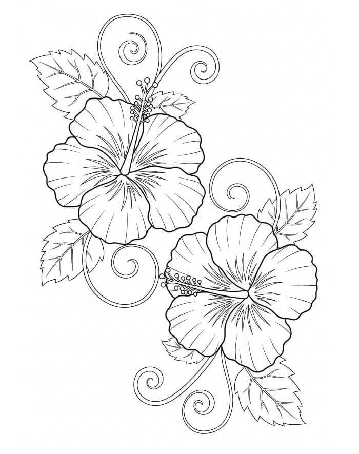 Fise de colorat cu Flori Hibiscus de colorat p08