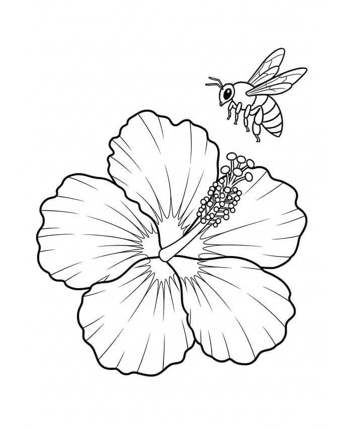 Fise de colorat cu Flori Hibiscus de colorat p09
