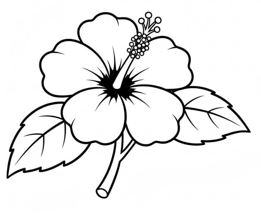 Fise de colorat cu Flori Hibiscus de colorat p10