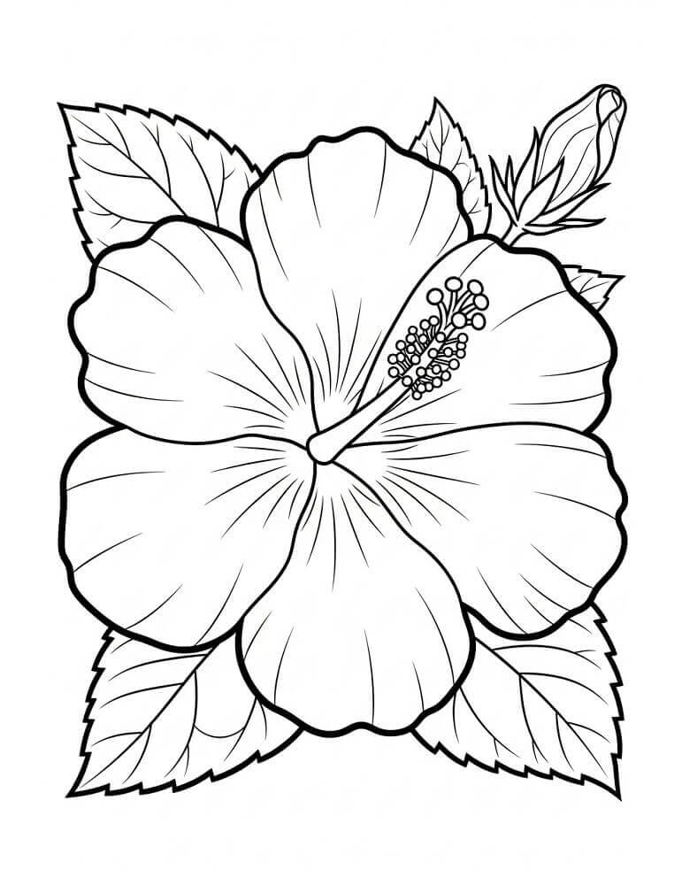 Fise de colorat cu Flori Hibiscus de colorat p11