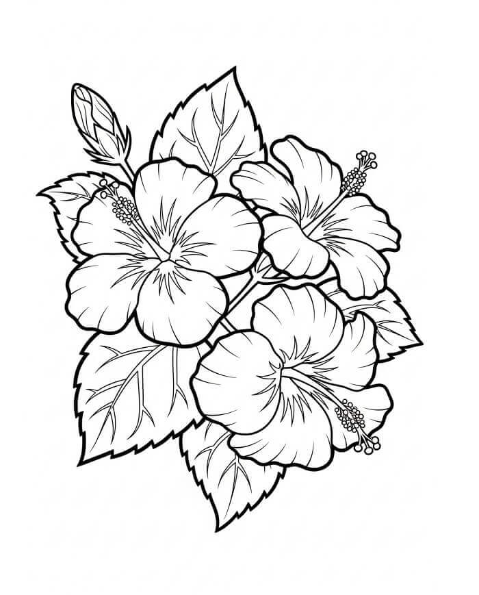 Fise de colorat cu Flori Hibiscus de colorat p12