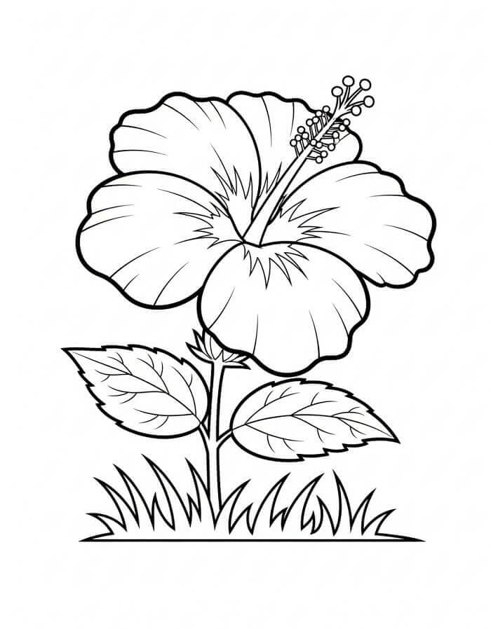 Fise de colorat cu Flori Hibiscus de colorat p14