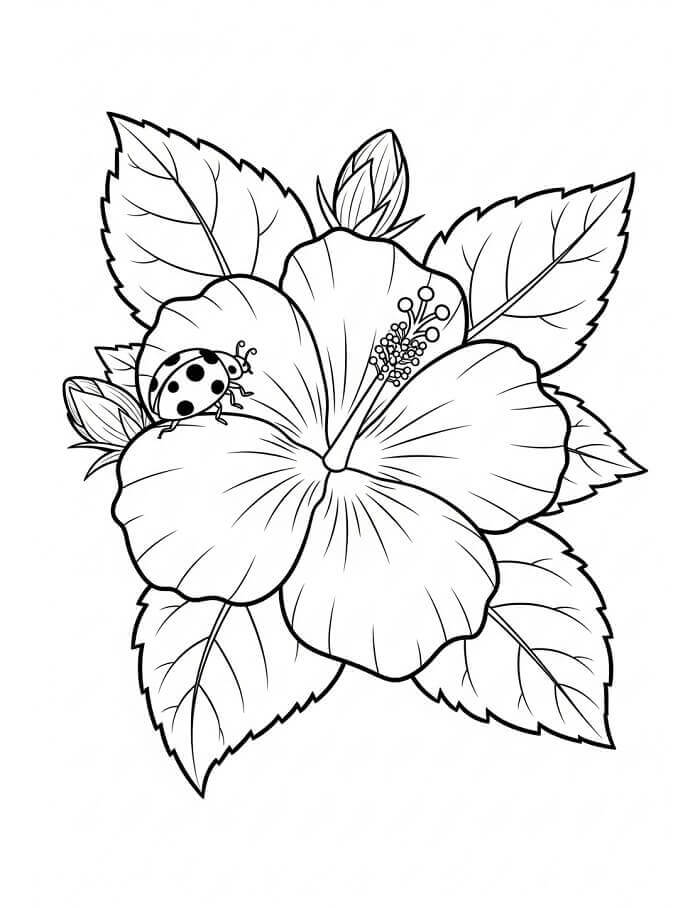 Fise de colorat cu Flori Hibiscus de colorat p15