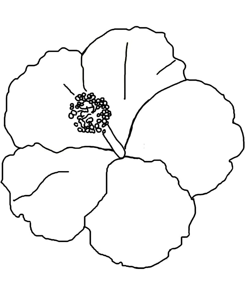 Fise de colorat cu Flori Hibiscus de colorat p16