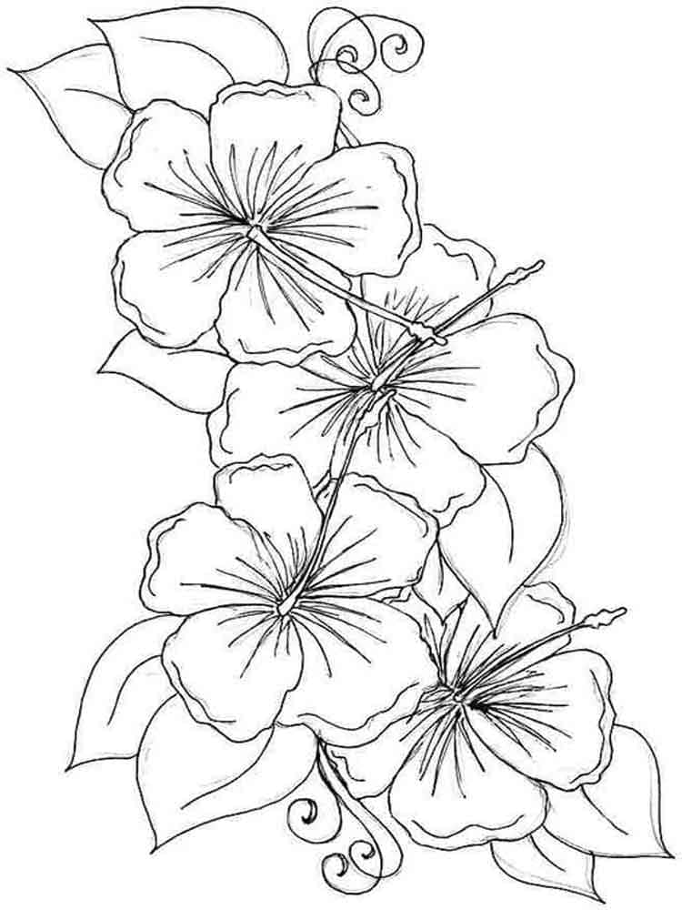 Fise de colorat cu Flori Hibiscus de colorat p17
