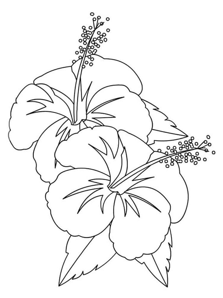 Fise de colorat cu Flori Hibiscus de colorat p18