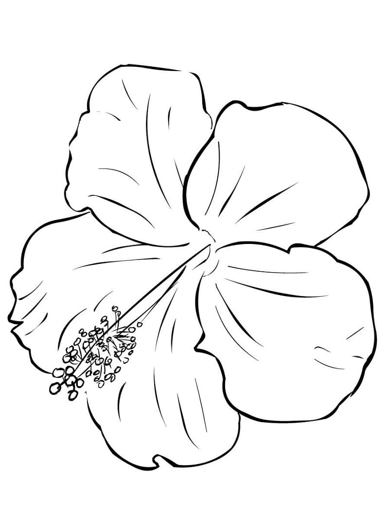 Fise de colorat cu Flori Hibiscus de colorat p19