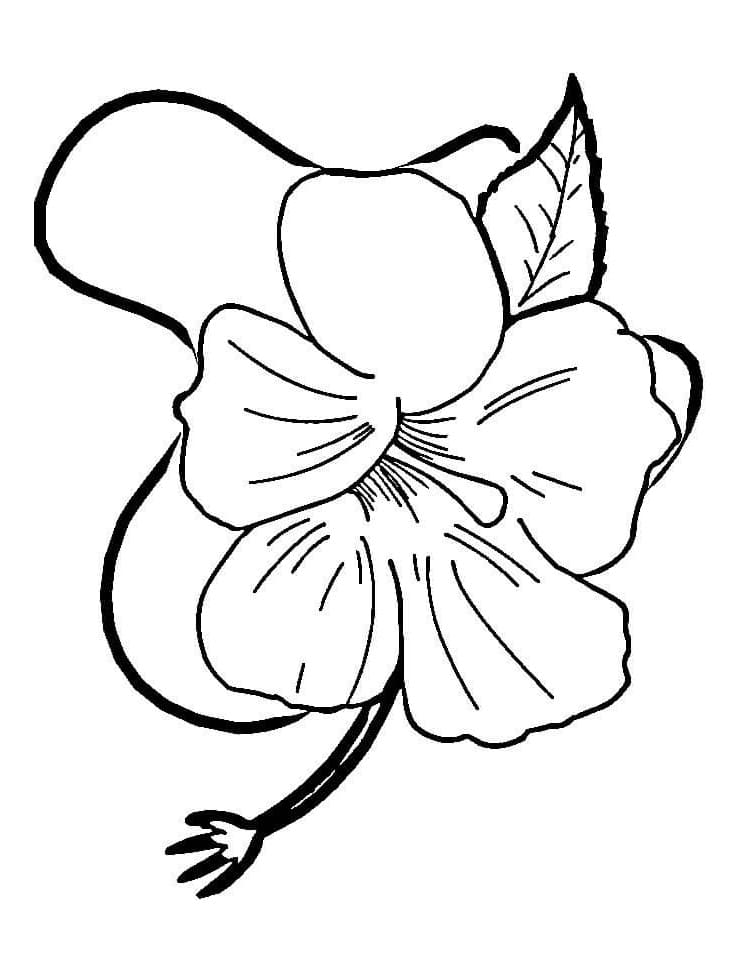 Fise de colorat cu Flori Hibiscus de colorat p20
