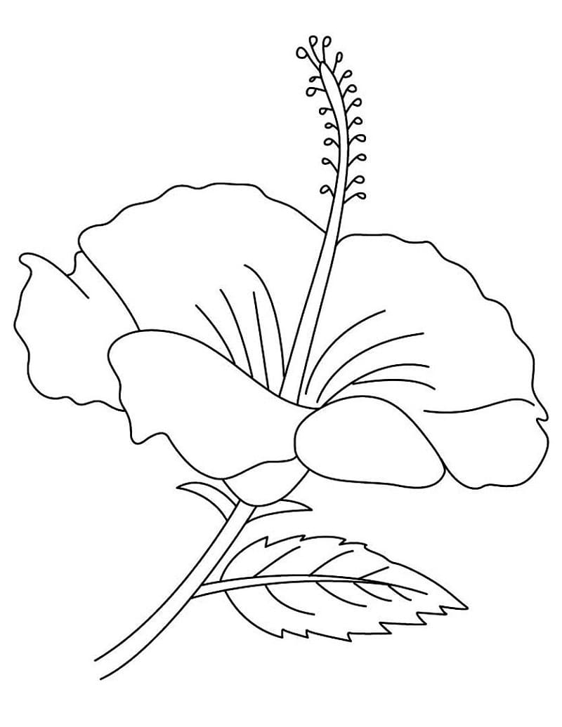 Fise de colorat cu Flori Hibiscus de colorat p21