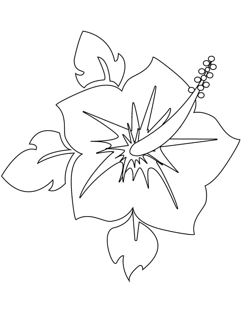 Fise de colorat cu Flori Hibiscus de colorat p23