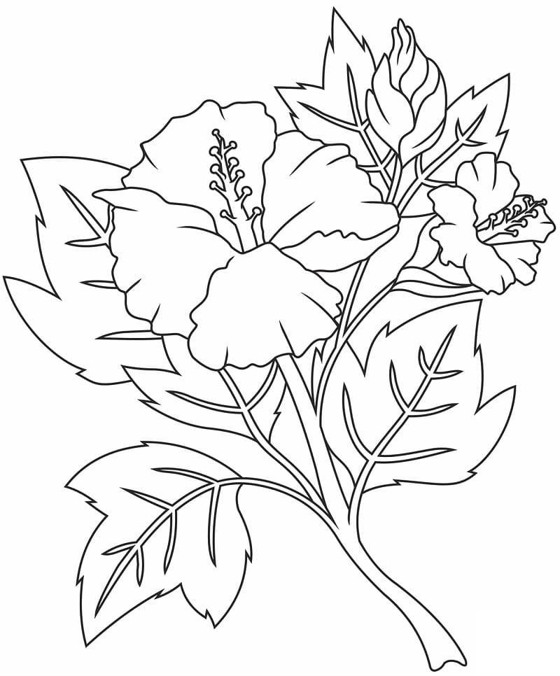 Fise de colorat cu Flori Hibiscus de colorat p26