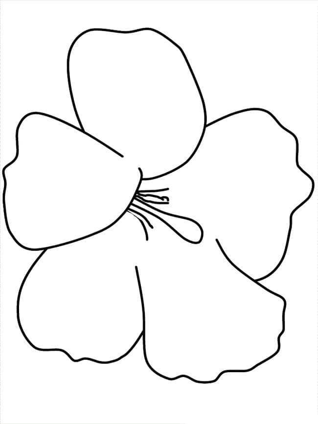 Fise de colorat cu Flori Hibiscus de colorat p27