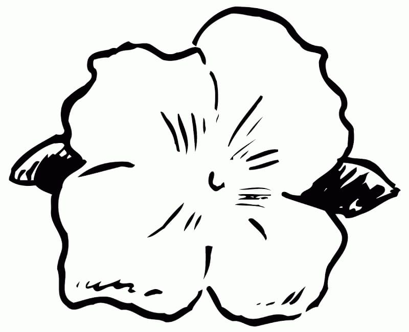 Fise de colorat cu Flori Hibiscus de colorat p28