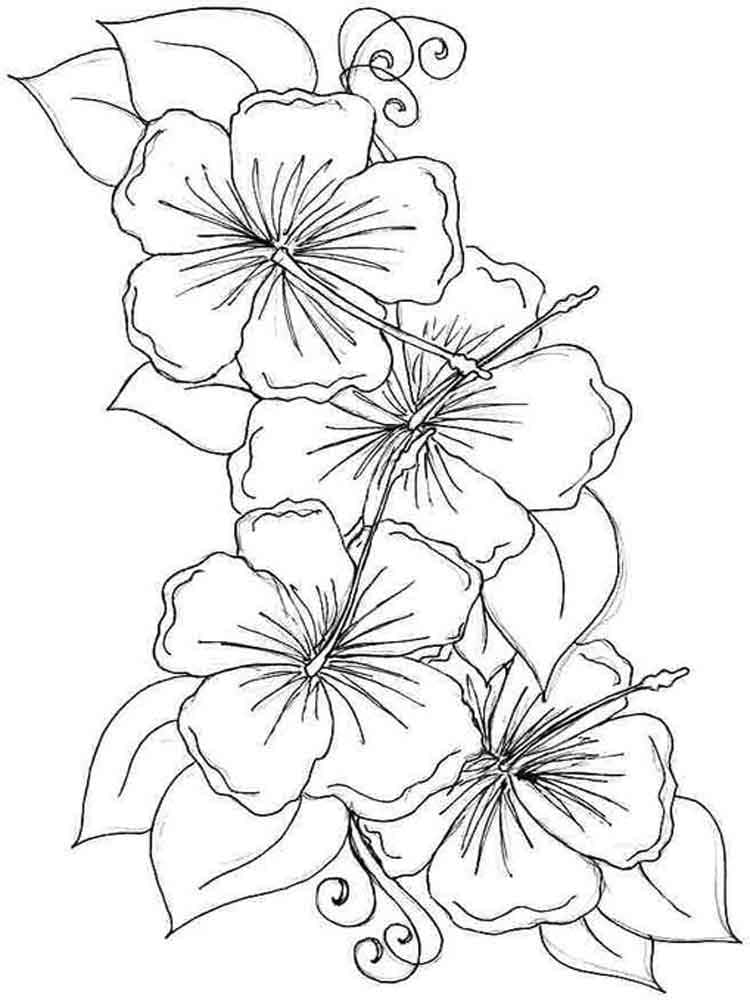 Fise de colorat cu Flori Hibiscus de colorat p30