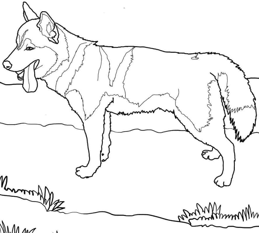 Fise de colorat cu Husky de colorat p22