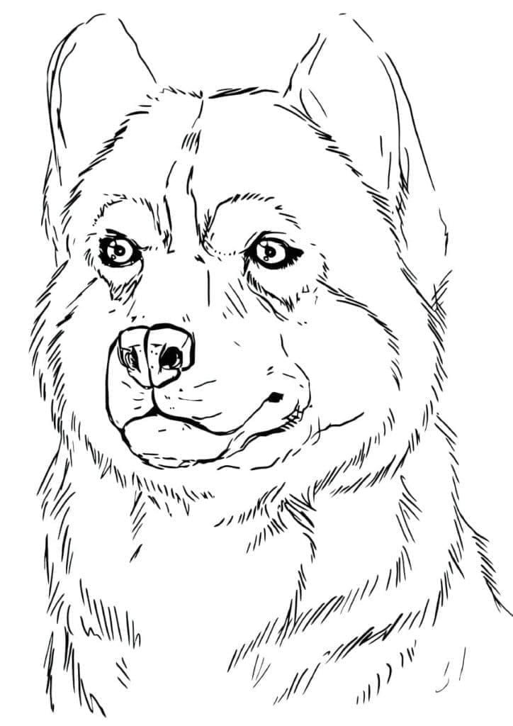 Fise de colorat cu Husky de colorat p27