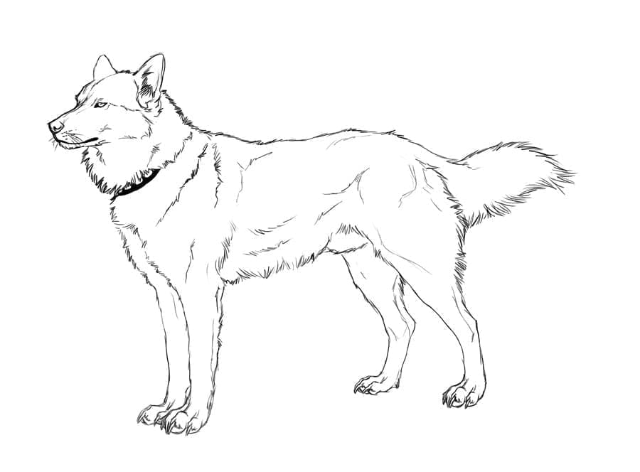 Fise de colorat cu Husky de colorat p28