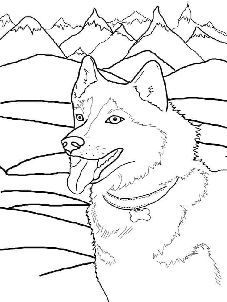 Fise de colorat cu Husky de colorat p29