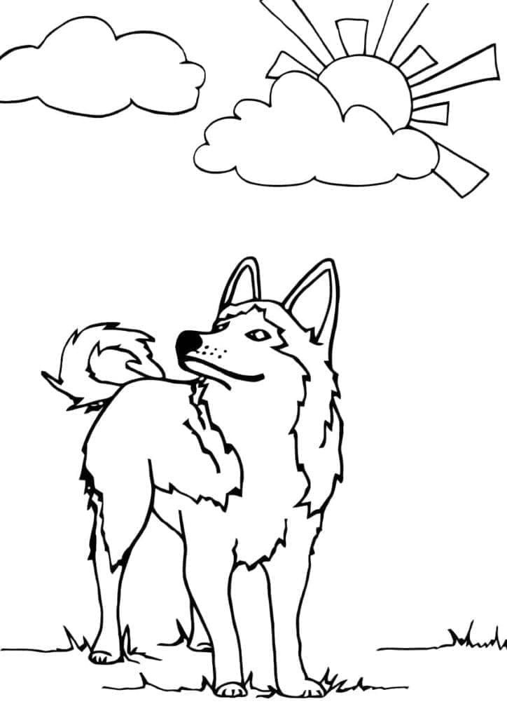 Fise de colorat cu Husky de colorat p30