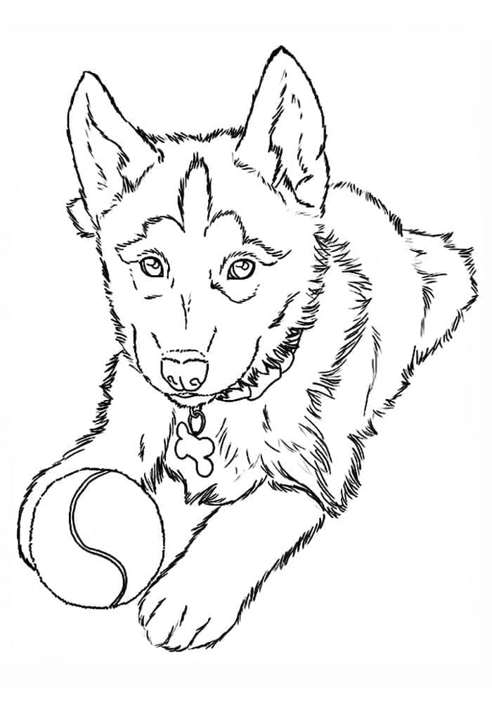 Fise de colorat cu Husky de colorat p31