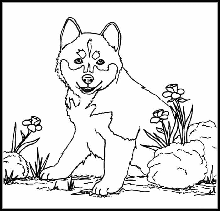 Fise de colorat cu Husky de colorat p36