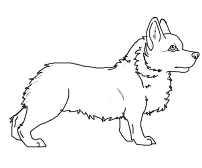 Fise de colorat cu Corgi de colorat 09