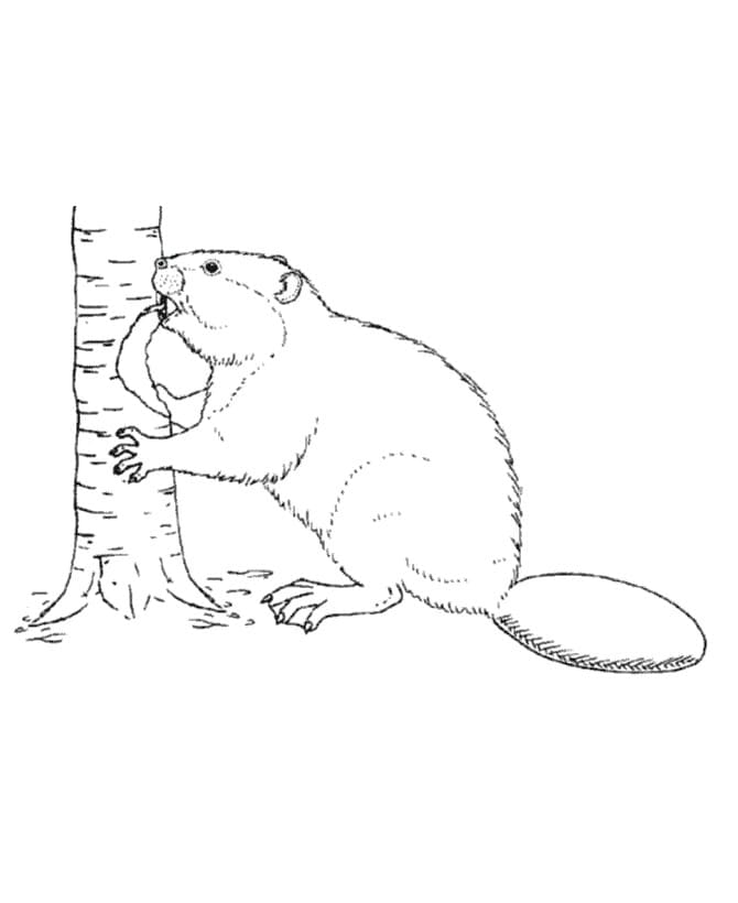 Fise de colorat cu Castori de colorat p08