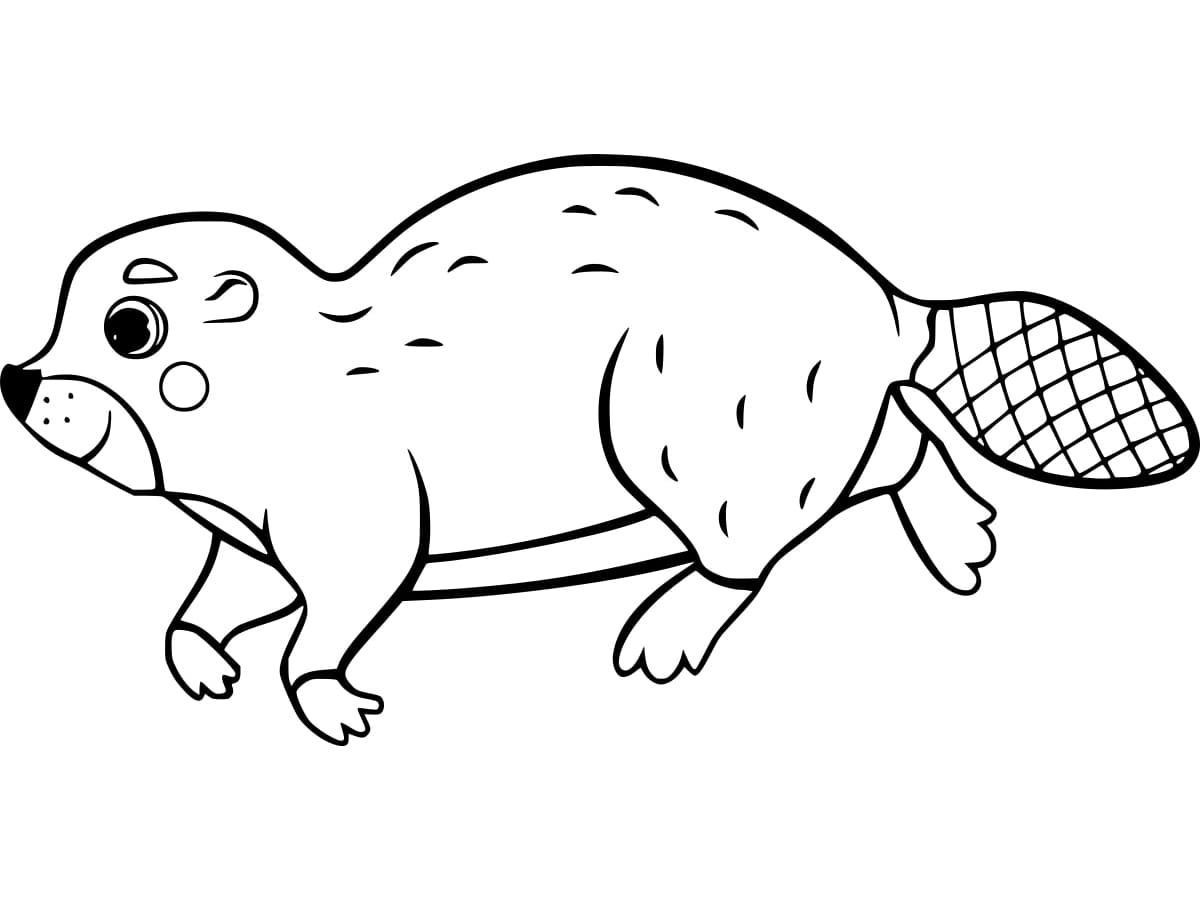 Fise de colorat cu Castori de colorat p20