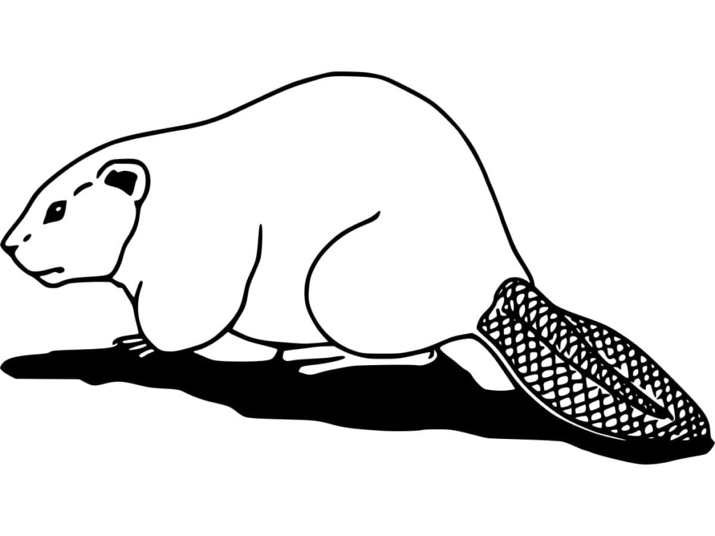 Fise de Colorat cu Castori de colorat p23