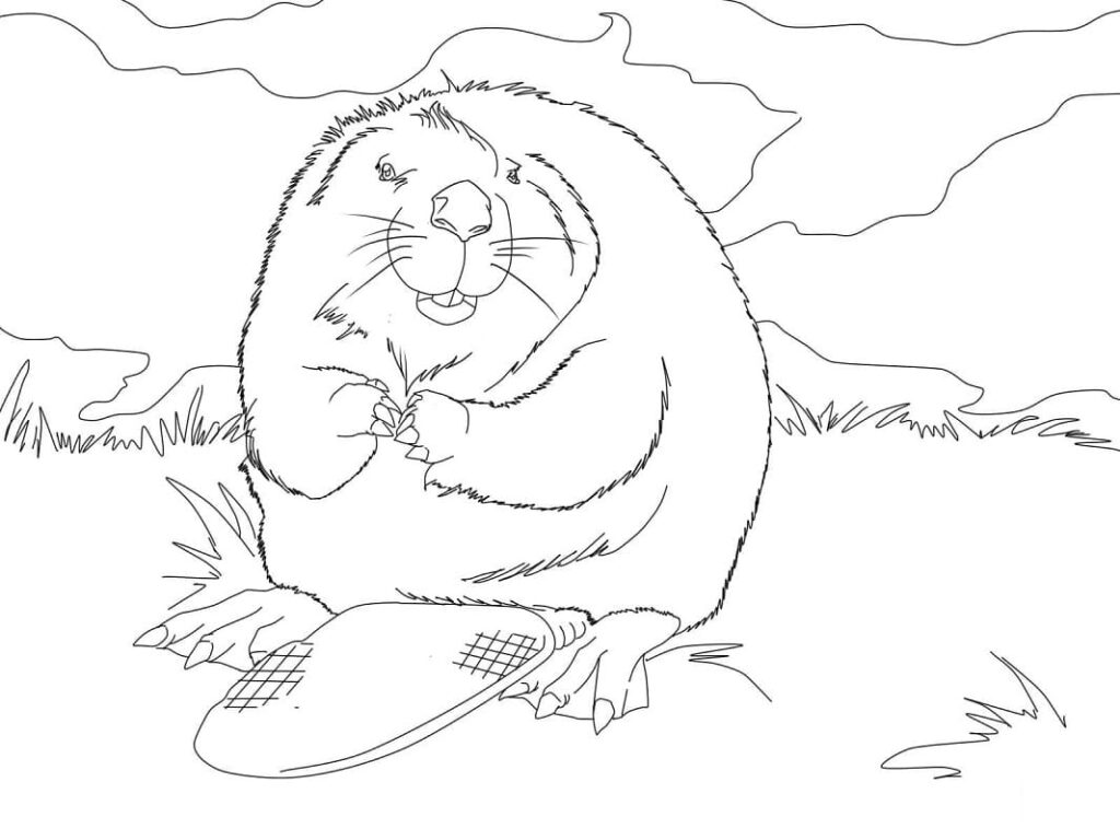 Fise de Colorat cu Castori de colorat p28