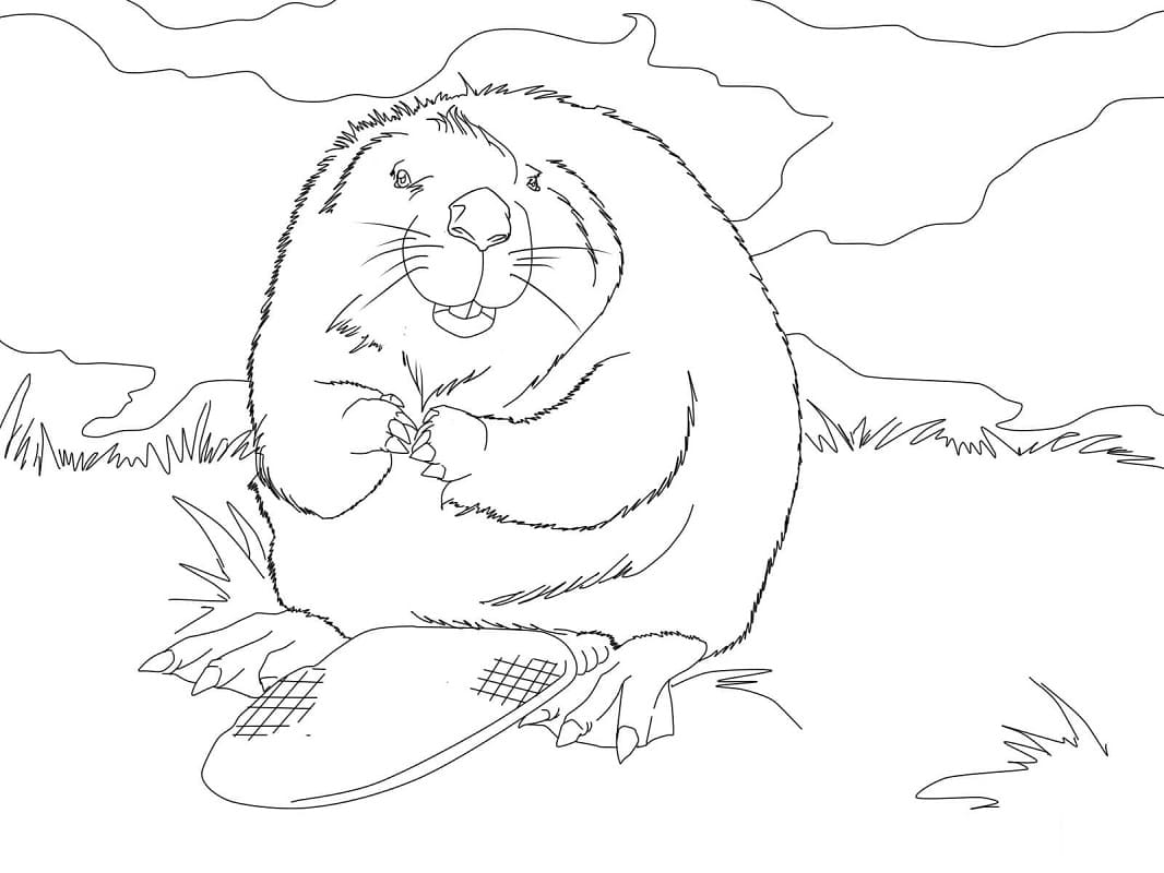 Fise de colorat cu Castori de colorat p28