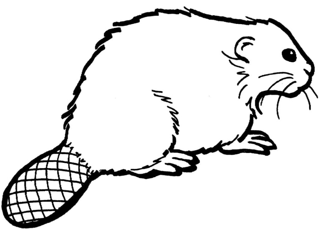 Fise de Colorat cu Castori de colorat p31