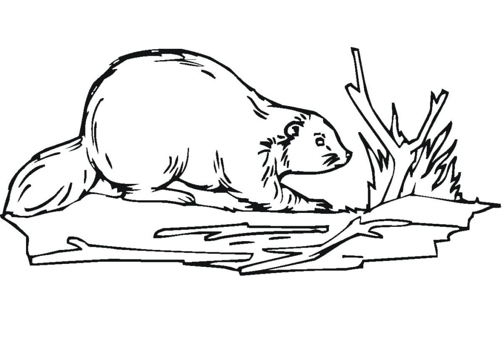 Fise de Colorat cu Castori de colorat p40