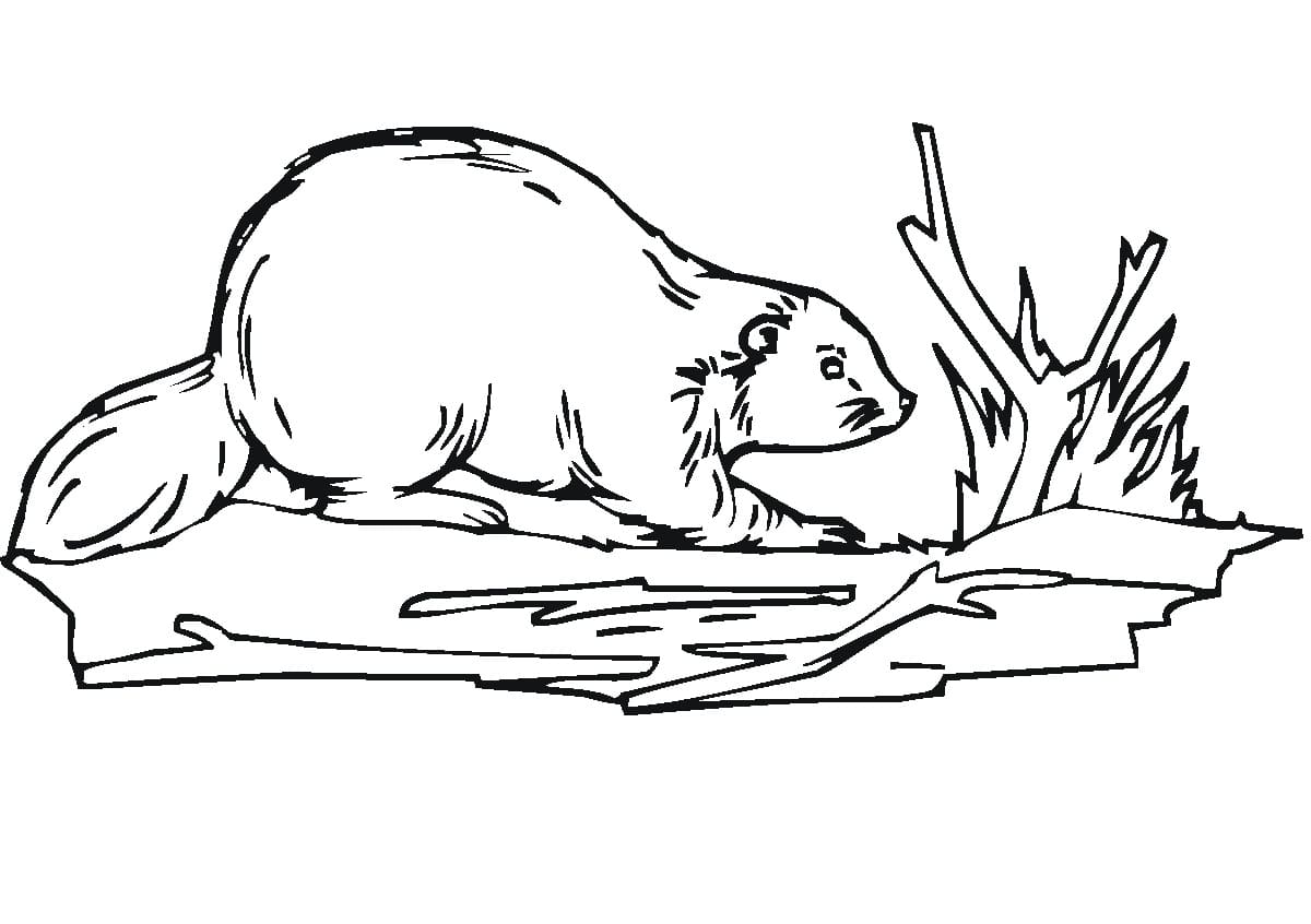 Fise de colorat cu Castori de colorat p40