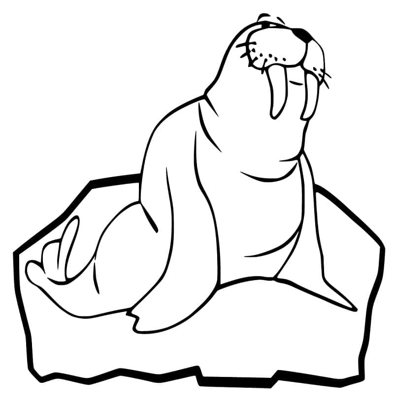 Fise de colorat cu Morse de colorat p13