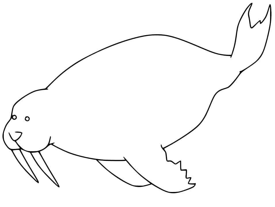 Fise de colorat cu Morse de colorat p29