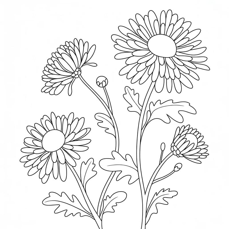 Fise de colorat cu Crizanteme de colorat p07