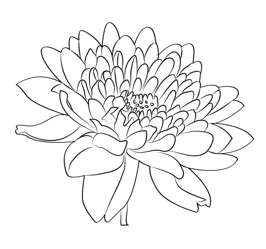 Fise de colorat cu Crizanteme de colorat p27