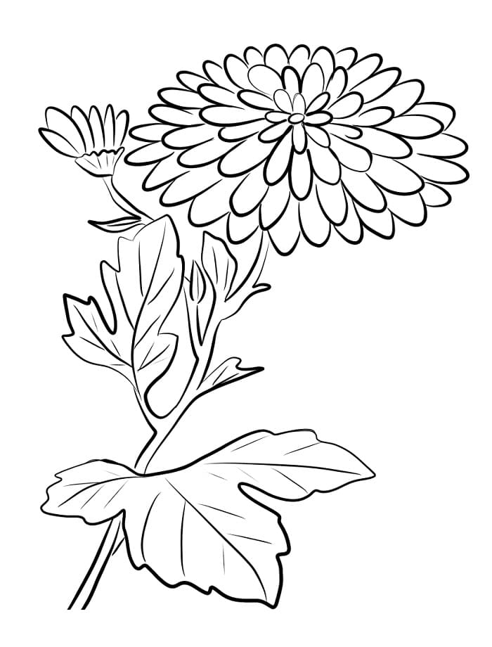 Fise de colorat cu Crizanteme de colorat p28