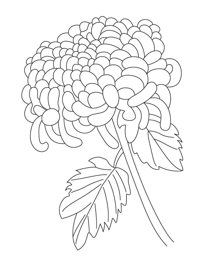 Fise de colorat cu Crizanteme de colorat p30