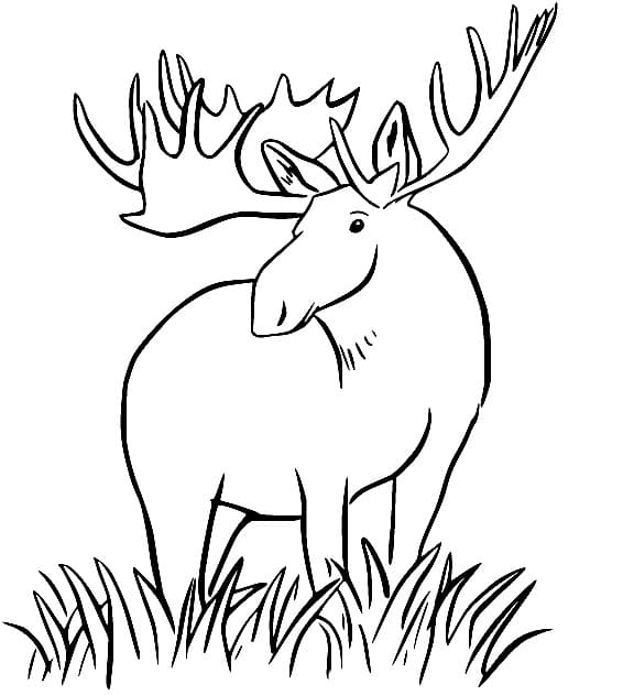 Fise de colorat cu Elan de colorat p32