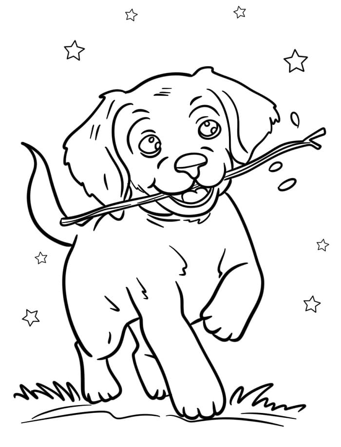 Fise de colorat cu Golden Retriever de colorat p08