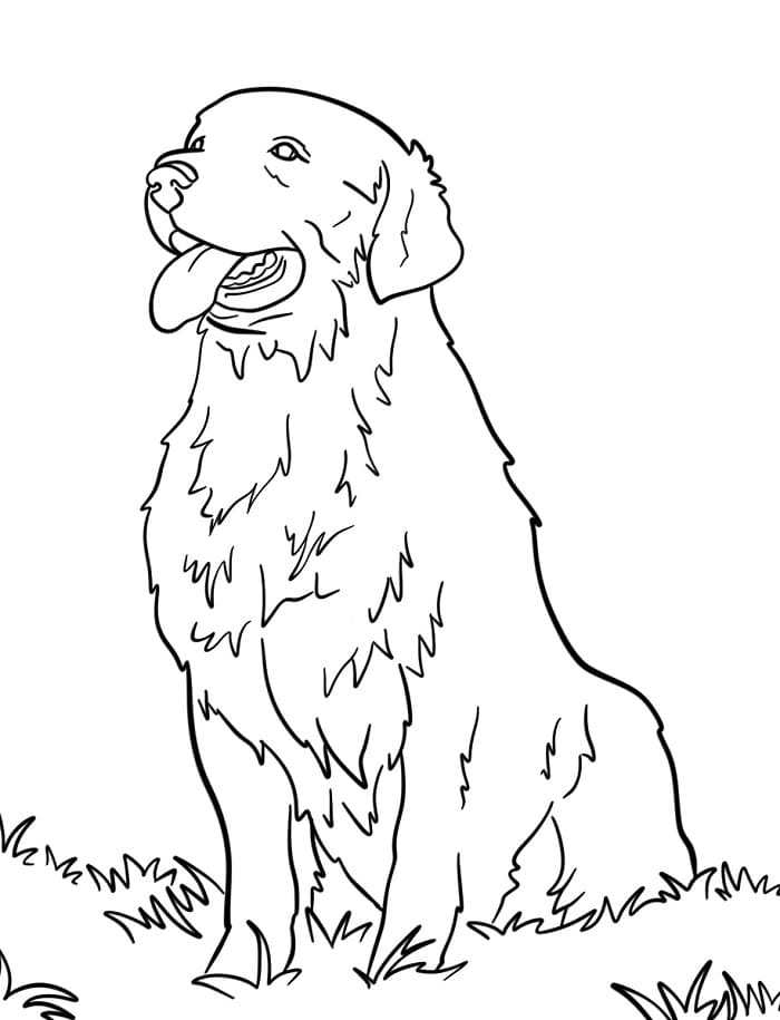 Fise de colorat cu Golden Retriever de colorat p10