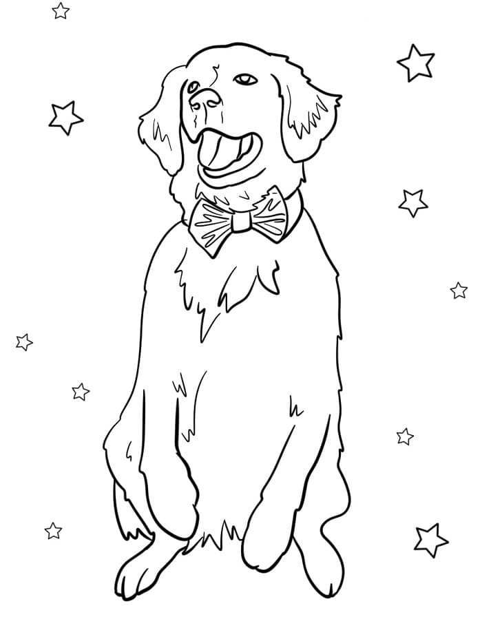 Fise de colorat cu Golden Retriever de colorat p12