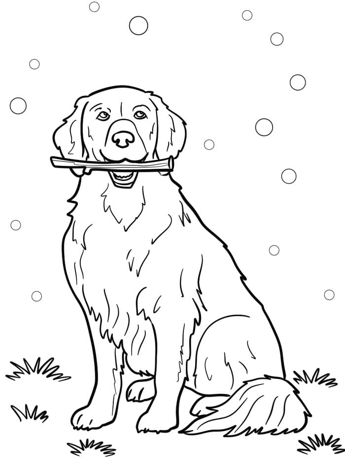 Fise de colorat cu Golden Retriever de colorat p15