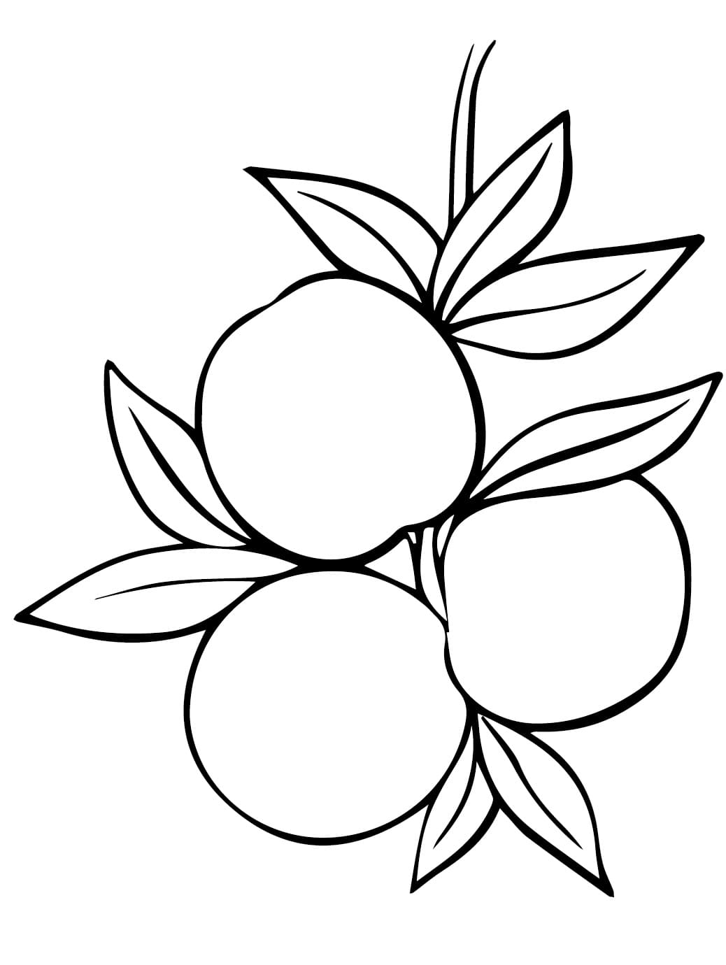 Fise de colorat cu Piersici de colorat p09